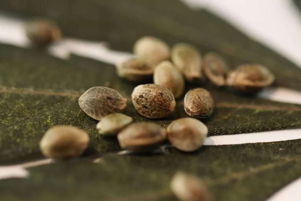 Testen von Cannabissamen: Qualität und Reinheit sicherstellen