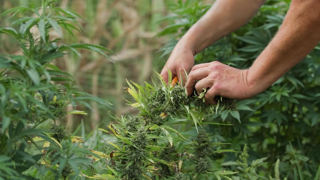 Die Rolle von Cannabis Samen in der Kräutermedizin verstehen