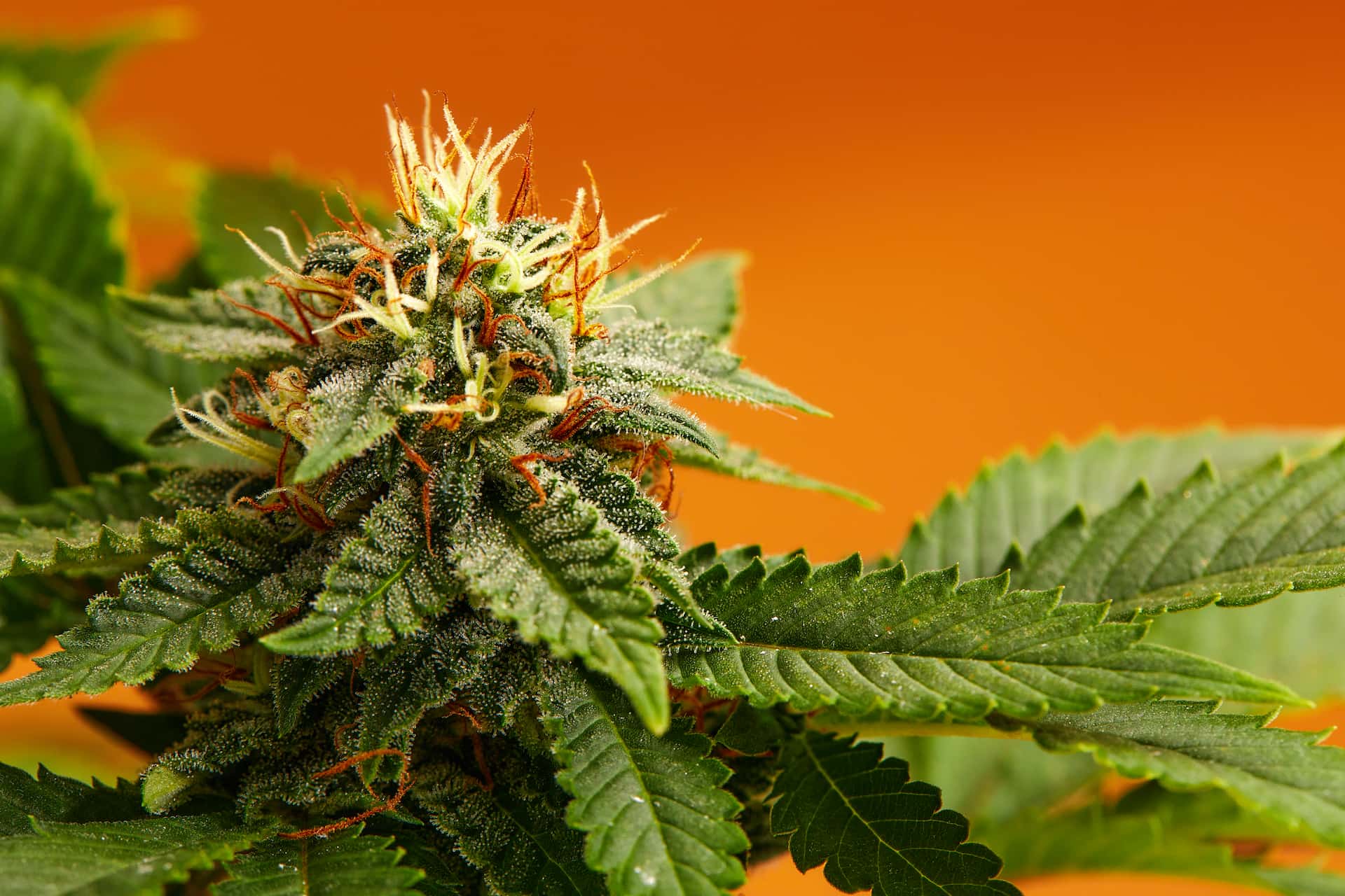 Raritäten und Spezialsorten – Cannabis Samen bestellen für Sammler