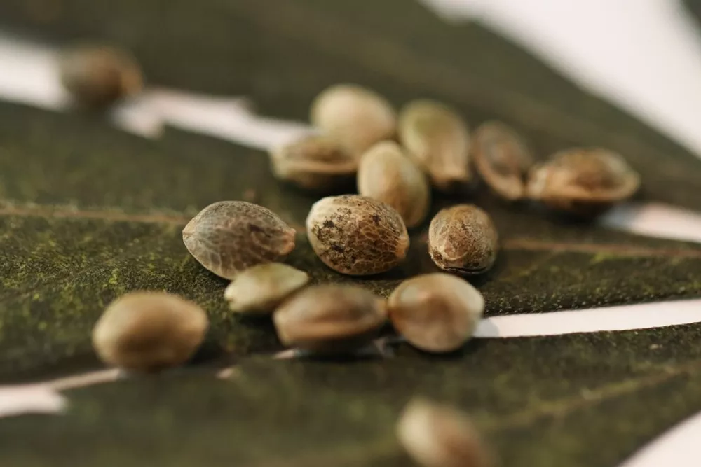 Kultivieren Sie Ihre Cannabis-Utopie: Kaufen Sie Premium-Samen und kreieren Sie Ihre idealen Sorten