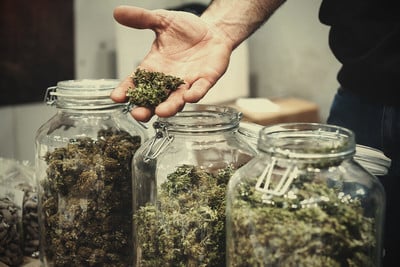 Tauche ein in die Welt von Banana Purple Punch Auto: Genieße den saftigen Geschmack und die potente Wirkung dieser Indica-Sorte!